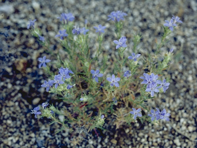 Eriastrum pluriflorum (Tehachapi woollystar) #6513