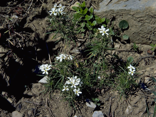 Leptosiphon nuttallii ssp. nuttallii (Nuttall's linanthus) #6514