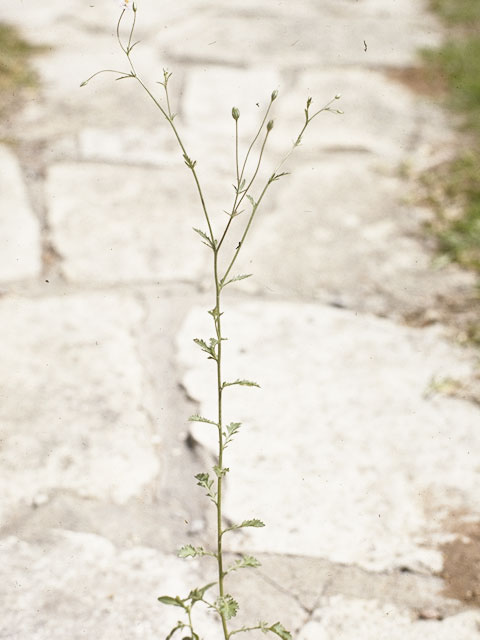 Giliastrum incisum (Splitleaf gilia) #6526