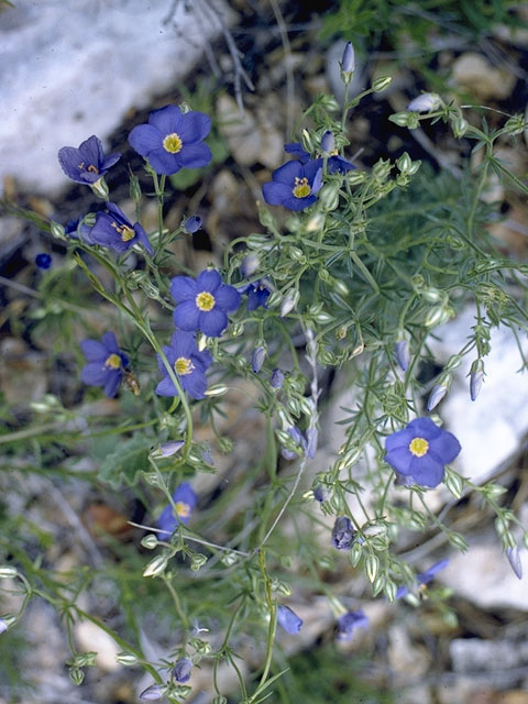 Giliastrum rigidulum (Bluebowls) #6536