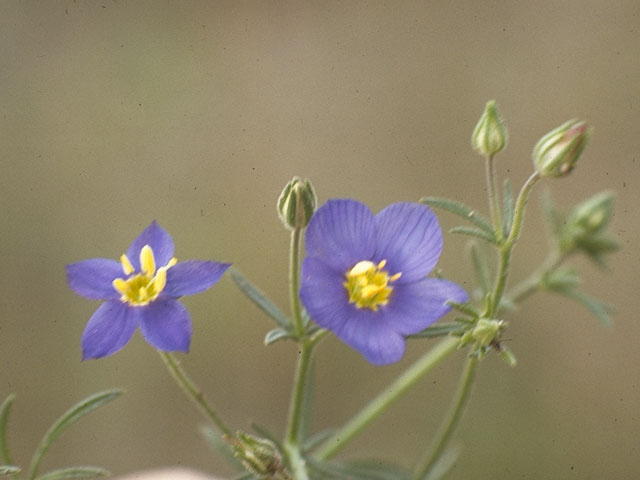 Giliastrum rigidulum (Bluebowls) #6537