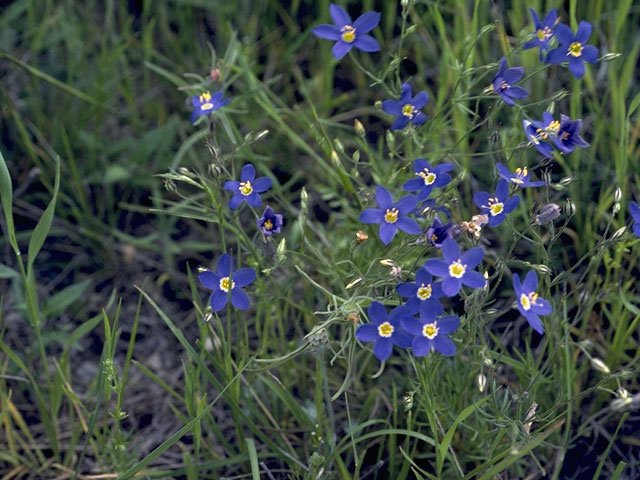 Giliastrum rigidulum (Bluebowls) #6538