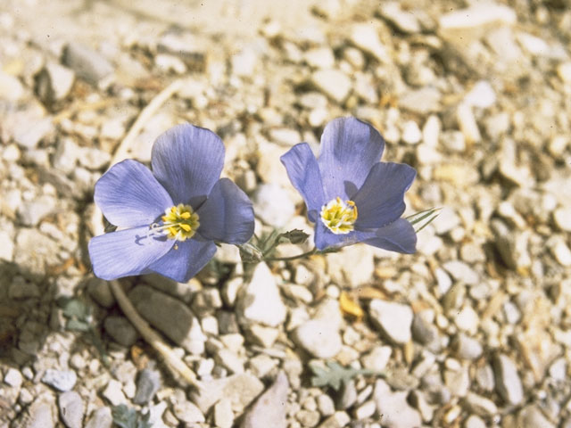 Giliastrum acerosum (Bluebowls) #6540