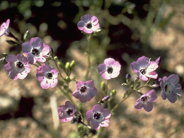 Gilia tricolor (Bird's-eye gilia) #6552