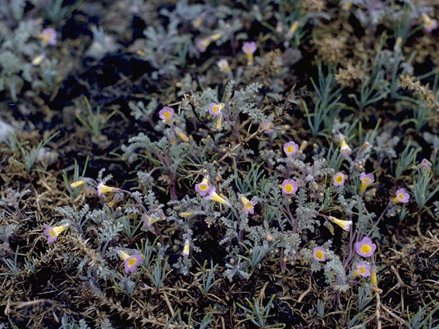 Gilia tricolor (Bird's-eye gilia) #6553