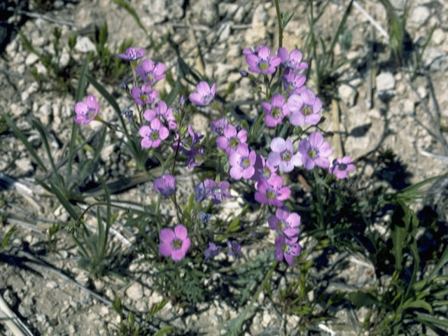 Gilia tricolor (Bird's-eye gilia) #6555