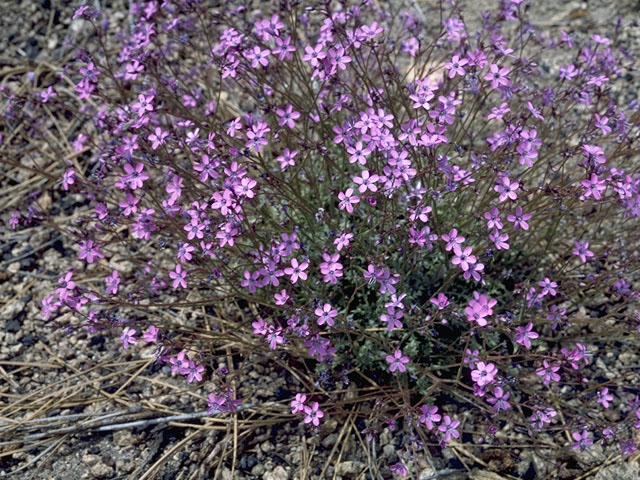 Gilia tricolor (Bird's-eye gilia) #6556