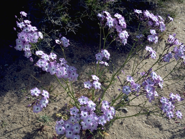 Gilia tricolor (Bird's-eye gilia) #6557