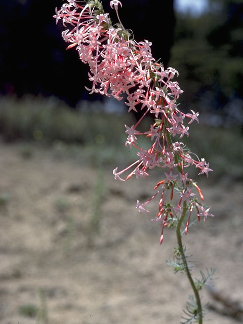 Ipomopsis aggregata (Scarlet gilia) #6560