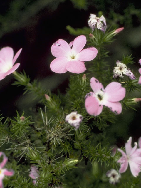 Leptodactylon californicum (California prickly phlox) #6595