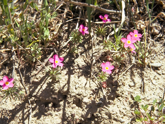 Leptosiphon ciliatus ssp. ciliatus (Whiskerbrush) #6602