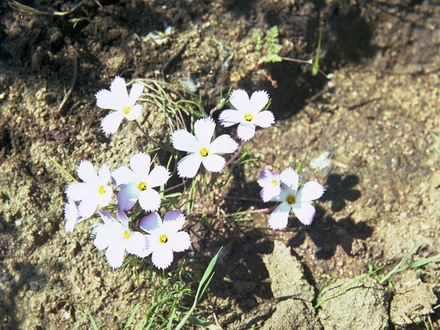 Linanthus dianthiflorus (Fringed linanthus) #6604