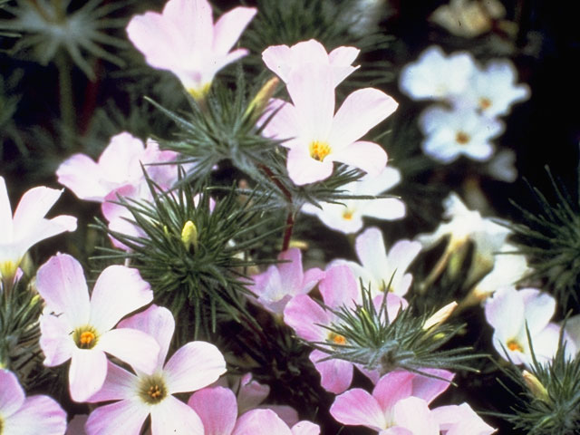 Leptosiphon grandiflorus (Largeflower linanthus) #6611