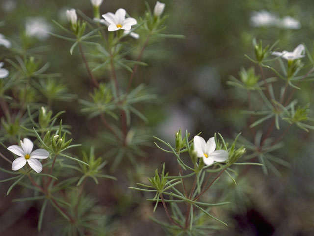 Leptosiphon nuttallii ssp. nuttallii (Nuttall's linanthus) #6614