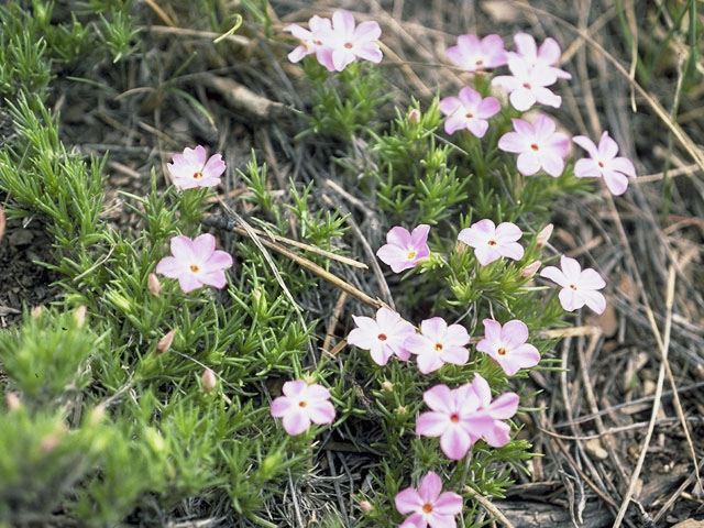 Phlox austromontana (Mountain phlox) #6627