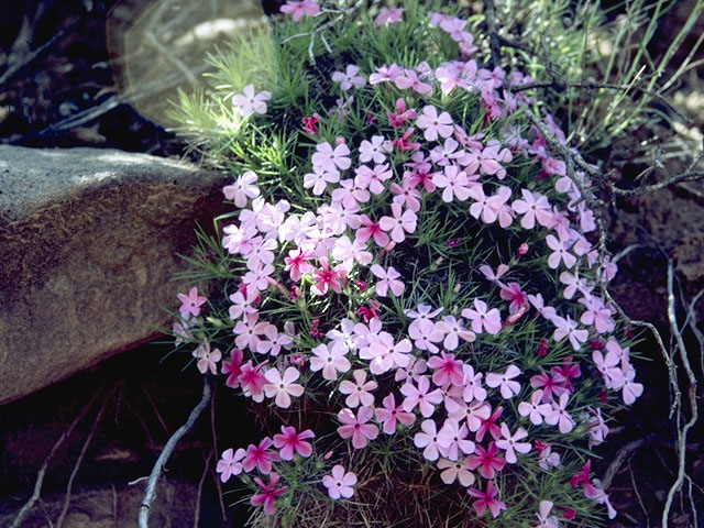 Phlox austromontana (Mountain phlox) #6628