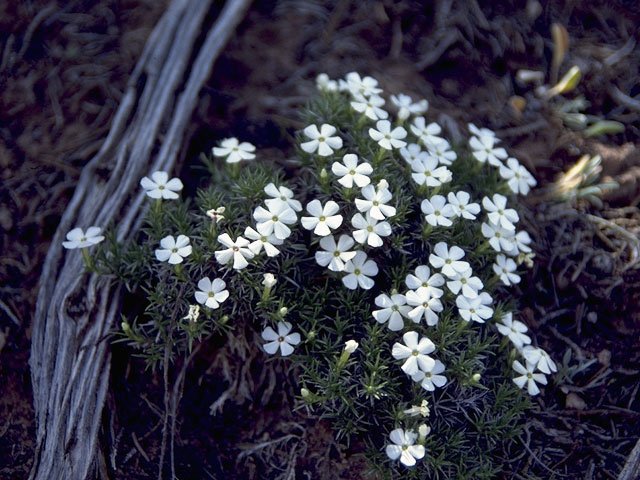 Phlox austromontana (Mountain phlox) #6629