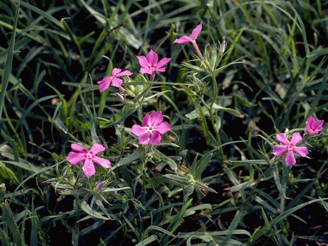 Phlox cuspidata (Pointed phlox) #6638