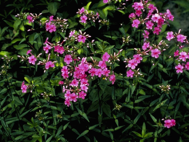 Phlox glaberrima (Smooth phlox) #6660