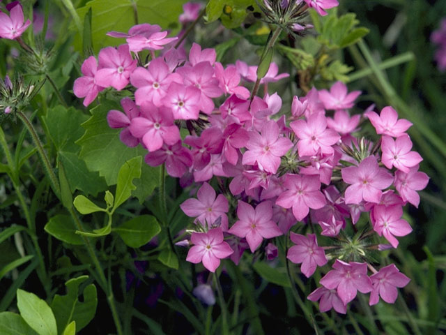 Phlox glaberrima (Smooth phlox) #6661