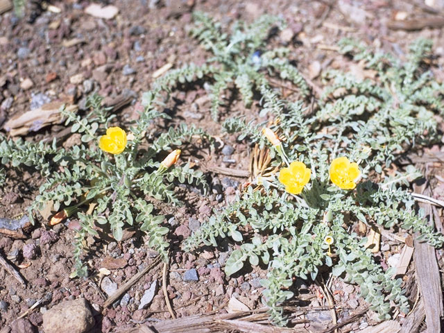 Camissonia tanacetifolia ssp. tanacetifolia (Tansyleaf evening-primrose) #6710