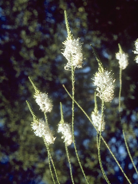 Stenosiphon linifolius (False gaura) #6726