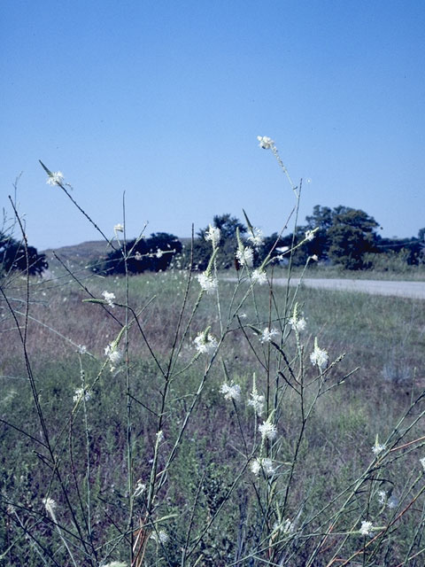 Stenosiphon linifolius (False gaura) #6727