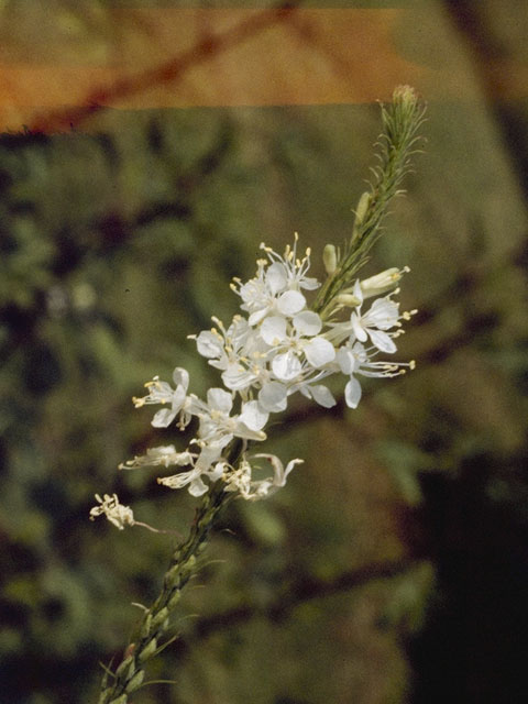 Stenosiphon linifolius (False gaura) #6728