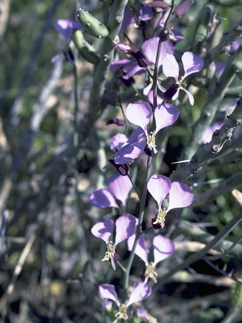 Streptanthus cutleri (Cutler's jewelflower) #6735