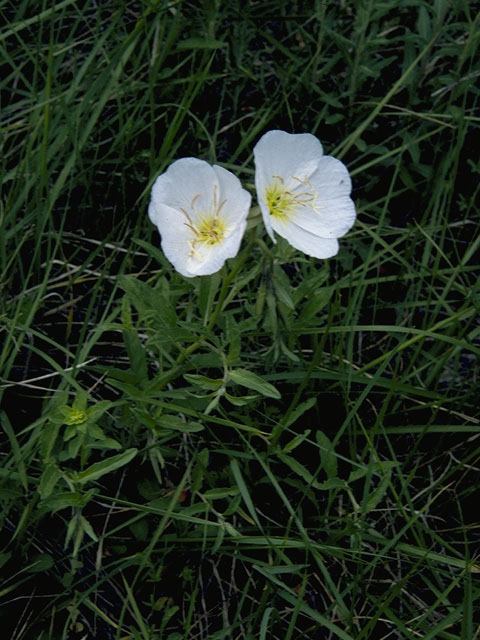 Oenothera engelmannii (Engelmann's evening-primrose) #6740