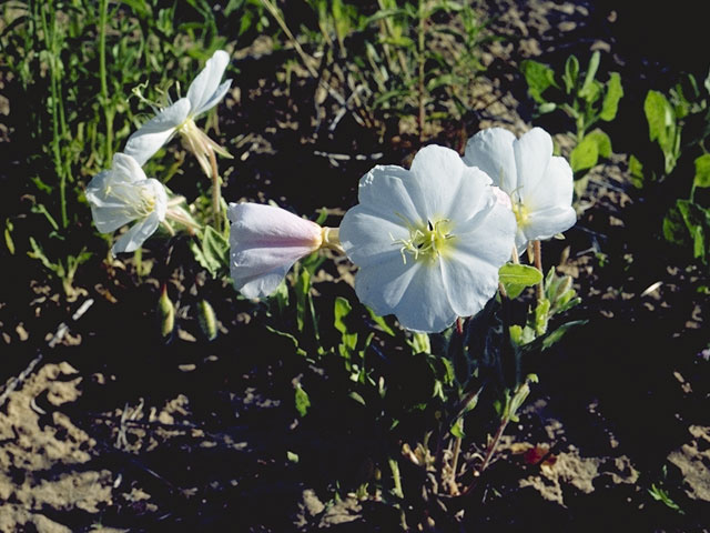 Oenothera engelmannii (Engelmann's evening-primrose) #6741