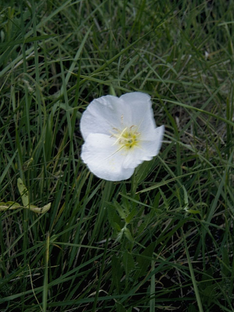 Oenothera engelmannii (Engelmann's evening-primrose) #6742