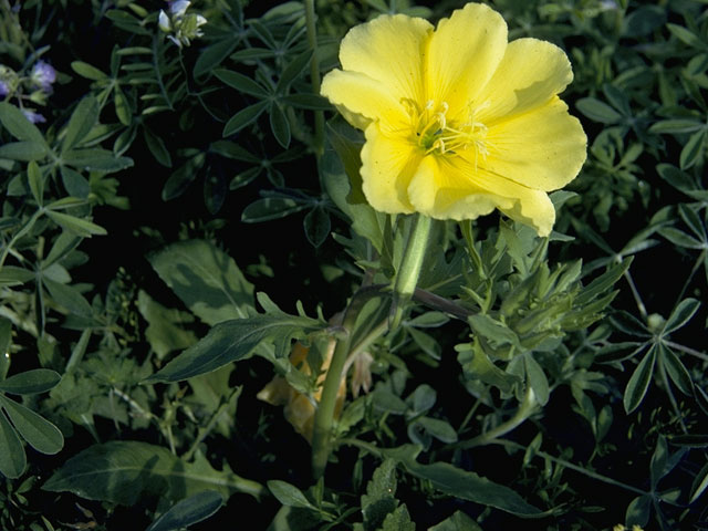 Oenothera flava (Yellow evening-primrose) #6746