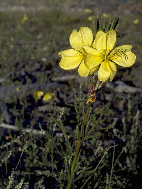 Oenothera elata ssp. hookeri (Hooker's evening-primrose) #6763