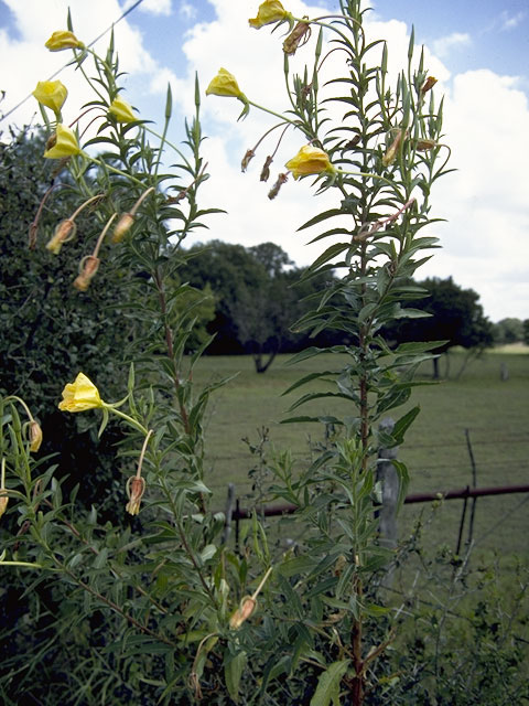 Oenothera elata ssp. hookeri (Hooker's evening-primrose) #6767