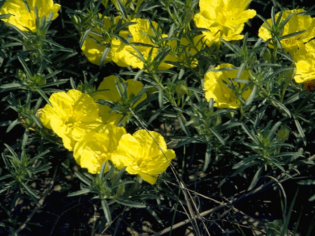 Oenothera linifolia (Threadleaf evening-primrose) #6786