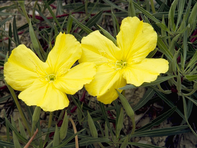 Oenothera macrocarpa ssp. macrocarpa (Bigfruit evening-primrose) #6791