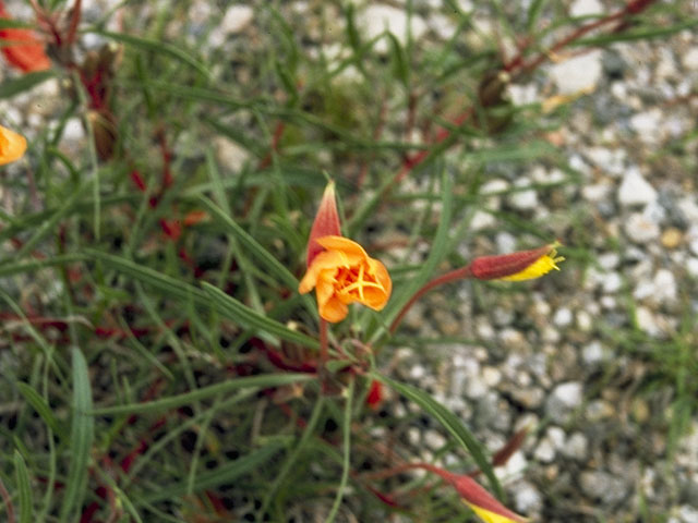 Oenothera macrocarpa ssp. macrocarpa (Bigfruit evening-primrose) #6794