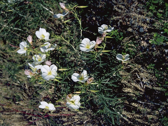 Oenothera nuttallii (Nuttall's evening-primrose) #6803