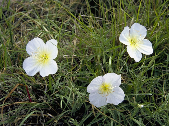 Oenothera pallida (Pale evening-primrose) #6807