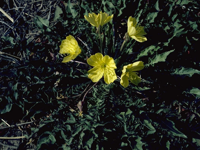 Oenothera primiveris (Desert evening-primrose) #6816