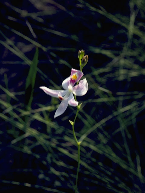 Calopogon pallidus (Pale grass-pink) #6831