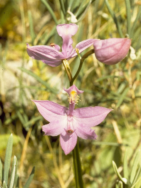 Calopogon barbatus (Bearded grasspink) #6832