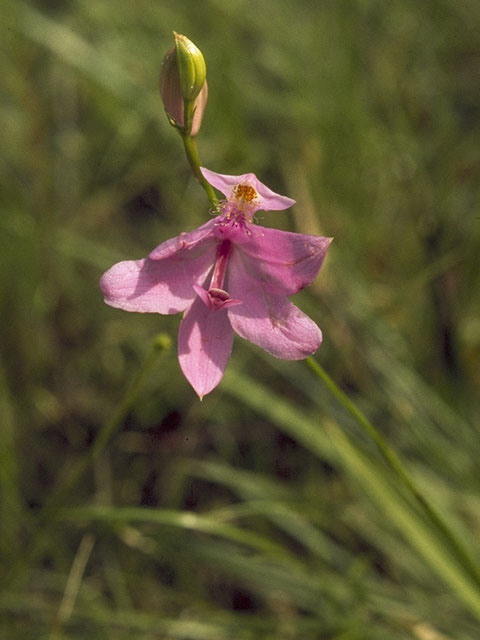 Calopogon tuberosus var. tuberosus (Tuberous grasspink) #6839