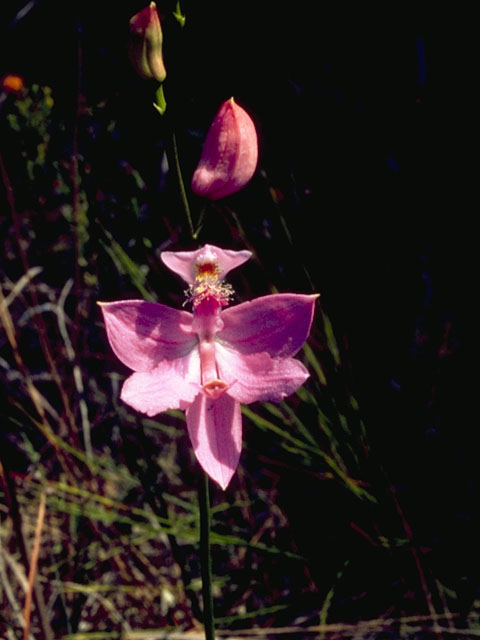 Calopogon tuberosus var. tuberosus (Tuberous grasspink) #6842