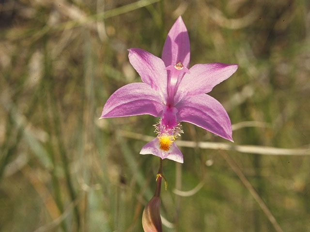 Calopogon tuberosus var. tuberosus (Tuberous grasspink) #6843