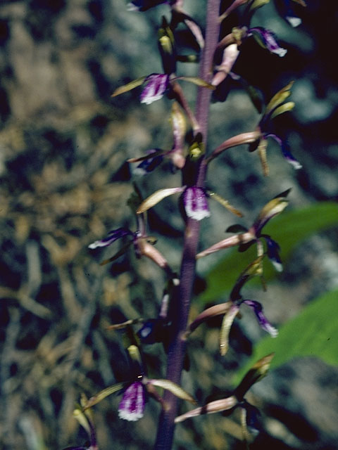 Corallorhiza mertensiana (Pacific coralroot) #6858