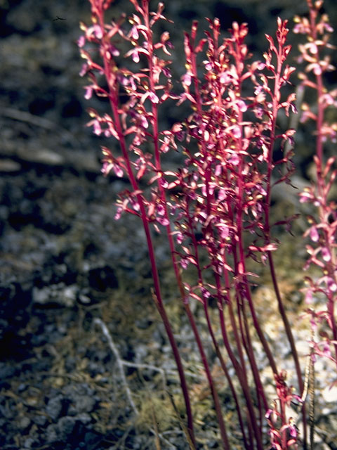 Corallorhiza mertensiana (Pacific coralroot) #6859