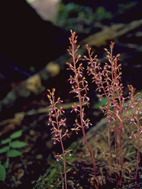 Corallorhiza mertensiana (Pacific coralroot) #6860