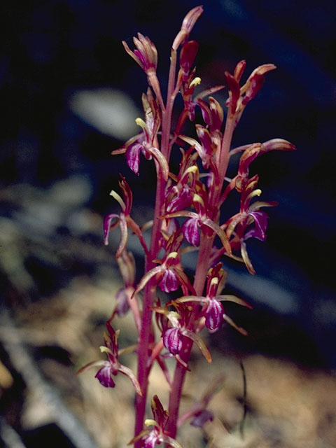 Corallorhiza mertensiana (Pacific coralroot) #6862